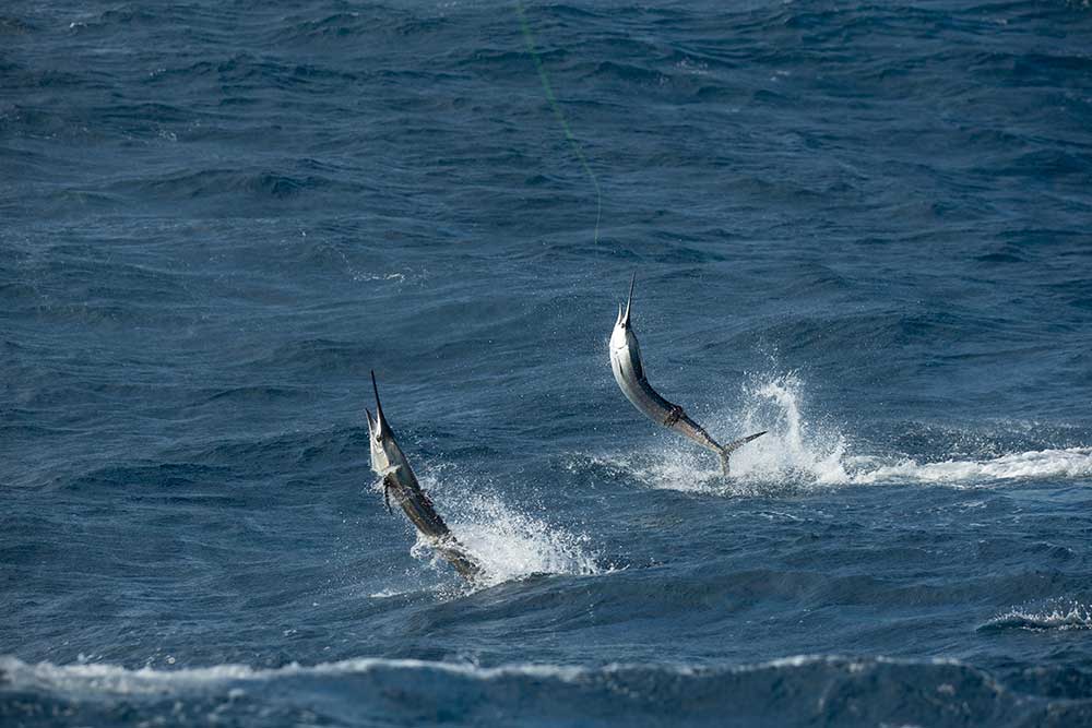 sailfish jumping out of water