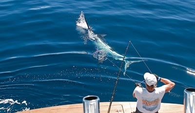 fighting a billfish