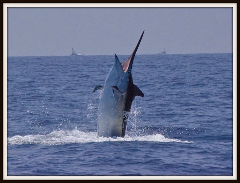 black marlin Australia