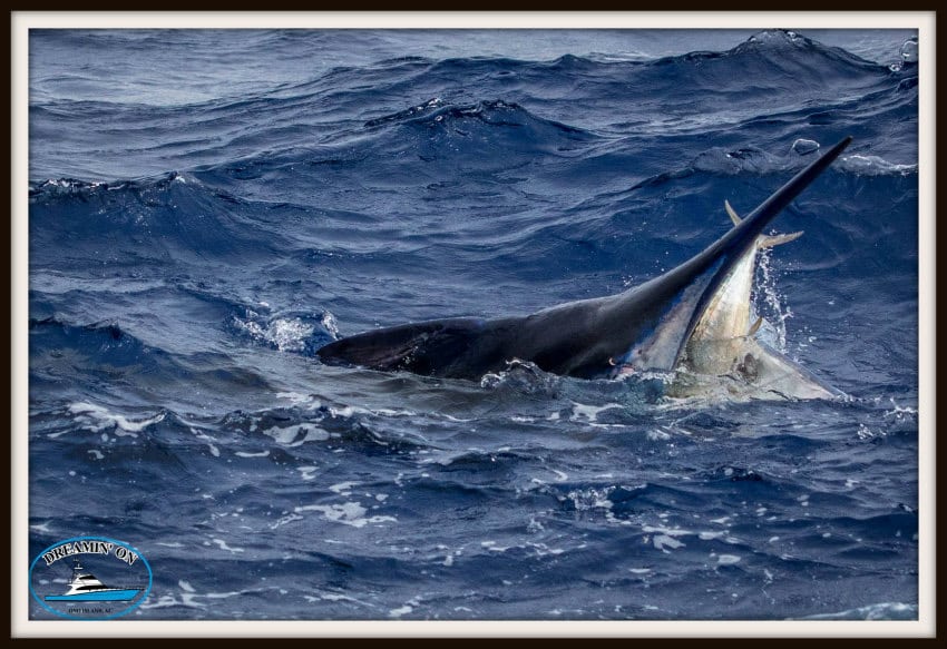 black marlin Australia