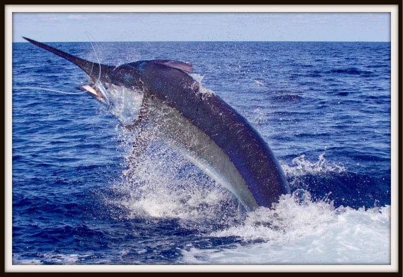 black marlin Australia