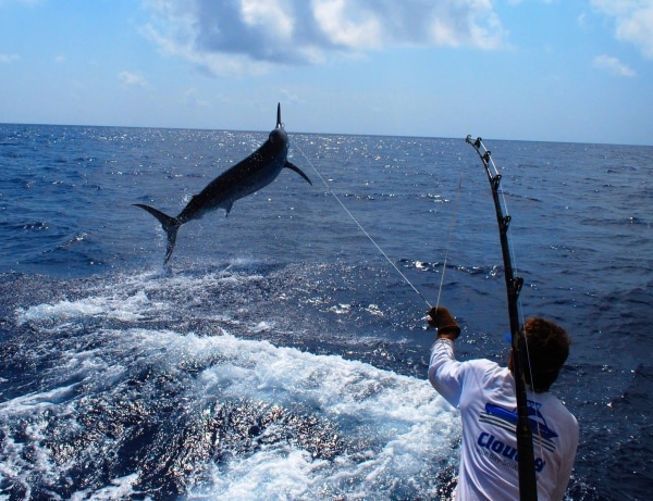 marlin fishing photo