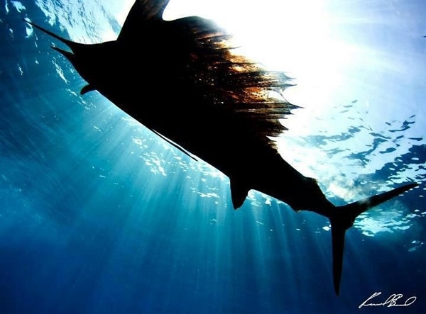 sailfish photo