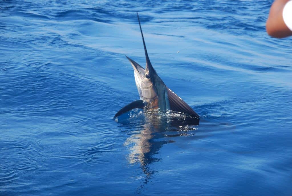 sailfish photo