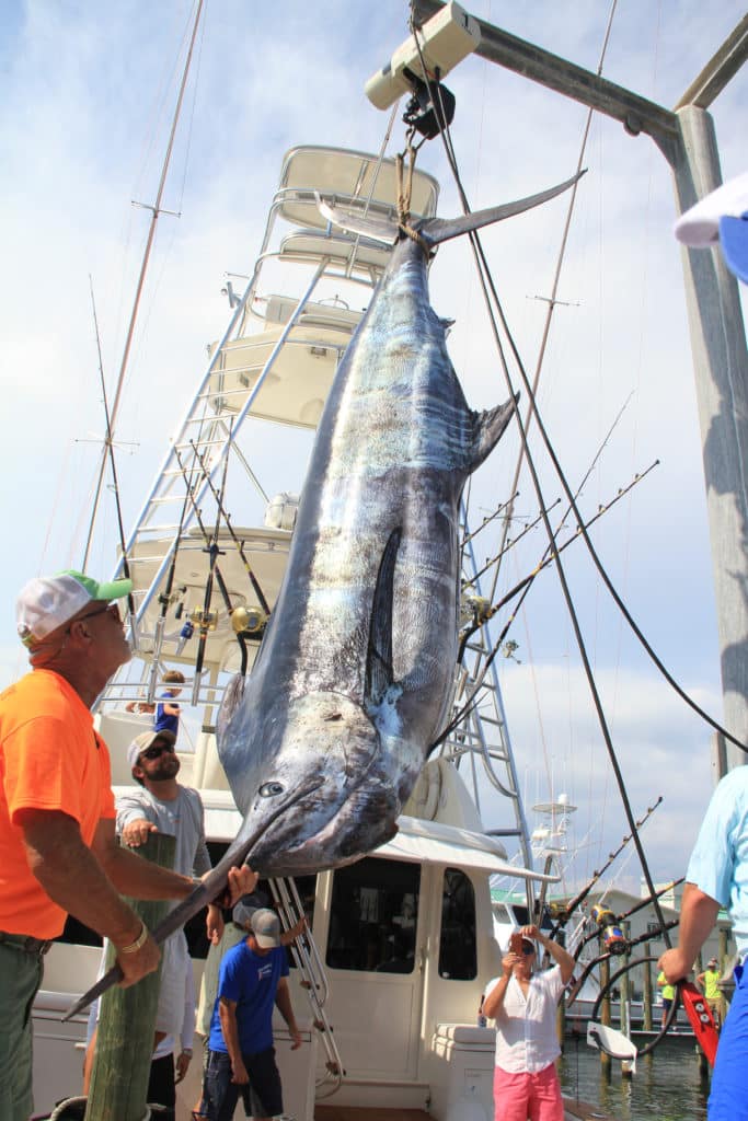 2016 Mobile Big Game Club Memorial Day Tournament Quick Time winning blue marlin offloaded