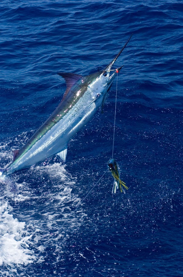 Blue Marlin 300