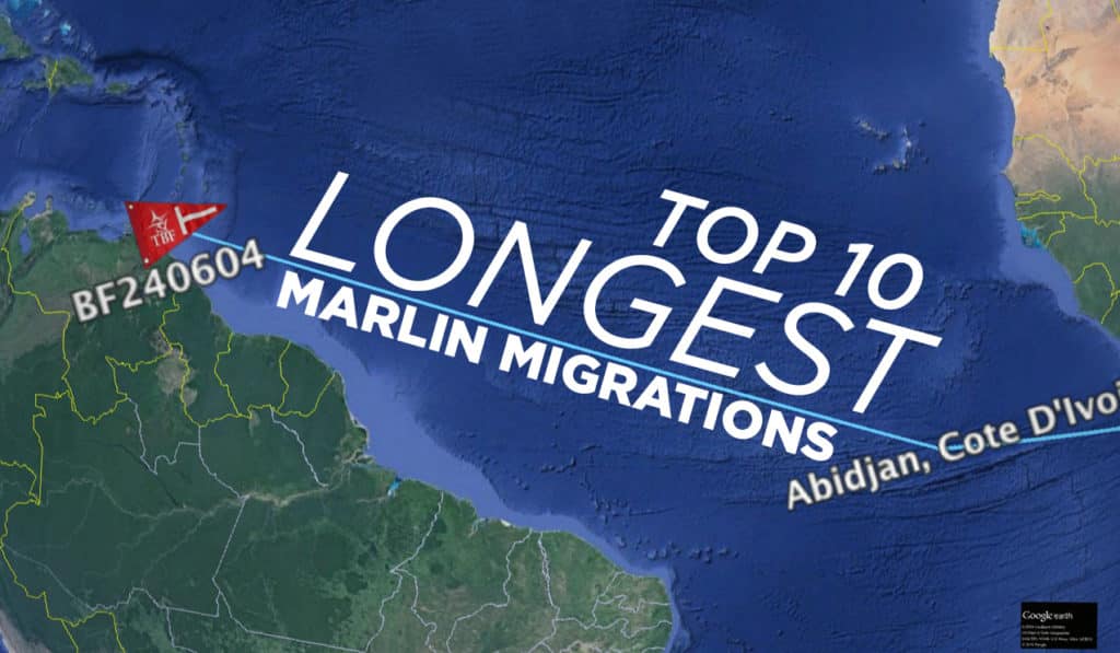 Top 10 Longest Marlin Migrations