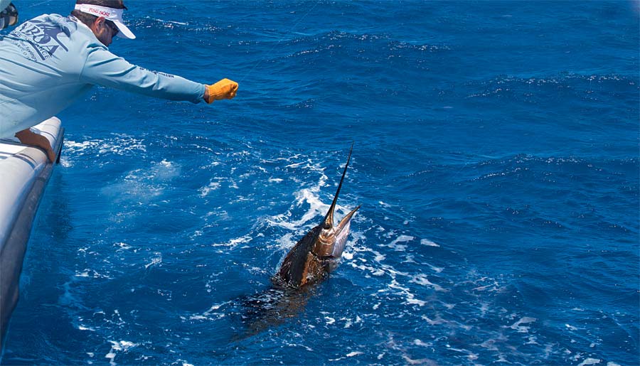 BillfishReport.com - Key West, FL - High Stakes released 2 Sailfish.