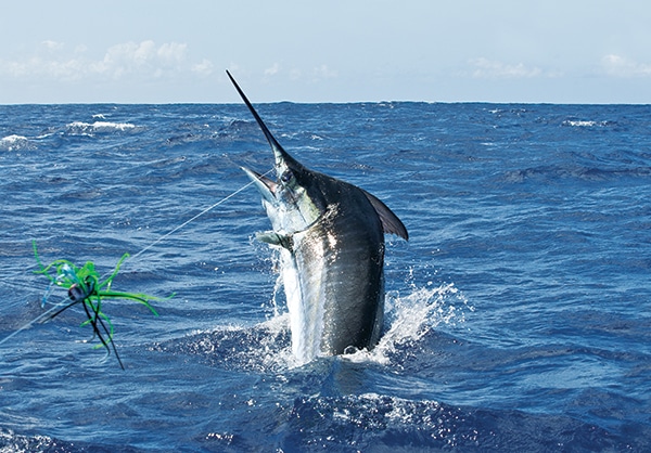 Blue Marlin Fishing off the Azores