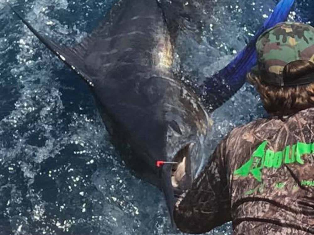 2017 bohicket invitational south carolina governors cup mister pete blue marlin release