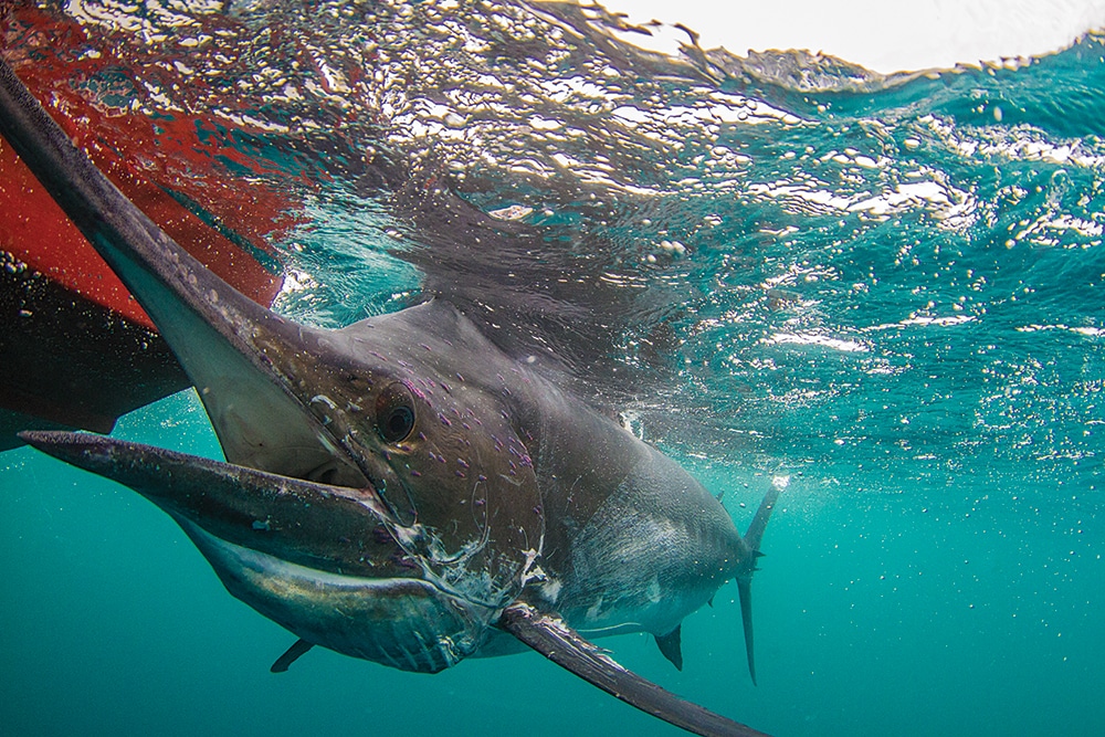 fishing the Conflicts Islands