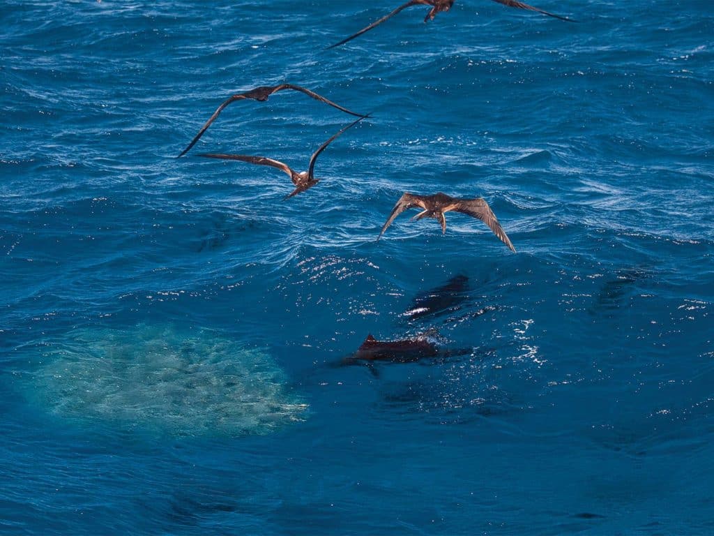 A flock of birds swarming over the surface of the sea. A bait ball of fish can be seen just under the surface of the water.