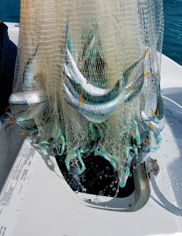 A net full of freshly caught ballyhoo.