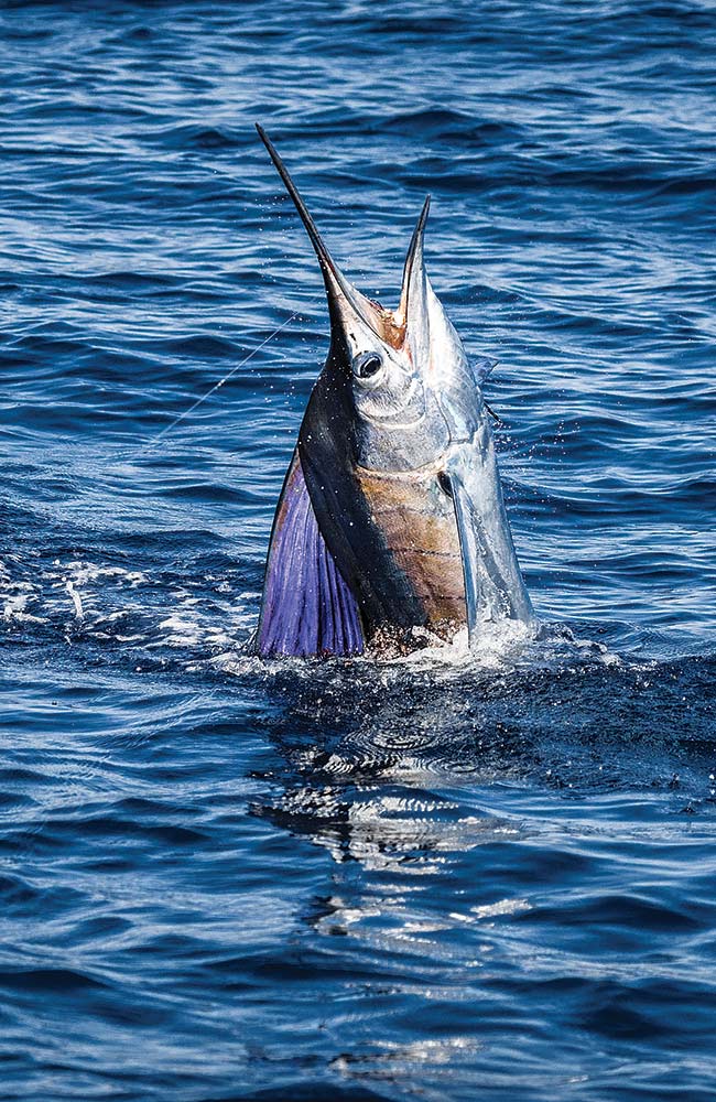 sailfish jump vertical