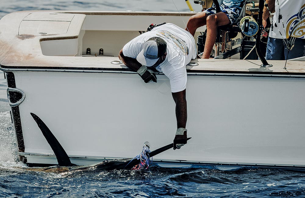 blue marlin boatside