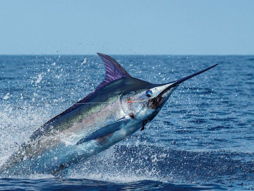 A large marlin leaping from the water.