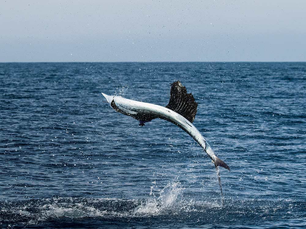 sailfish jumping