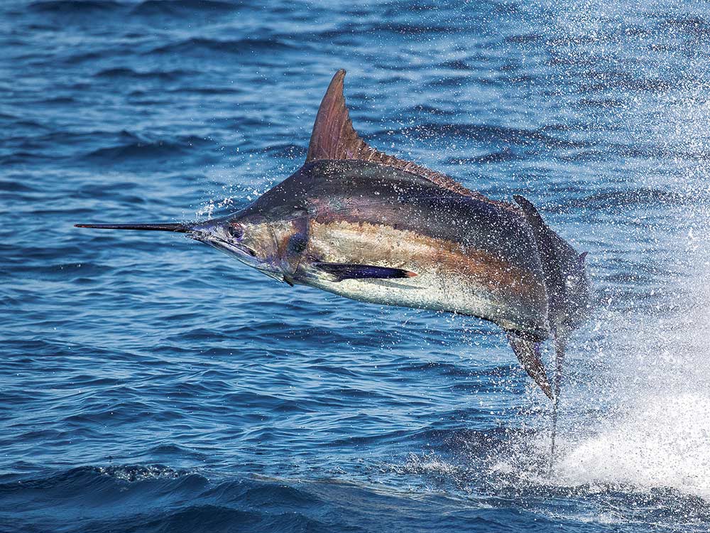 Center Console Marlin Fishing Tips | Marlin