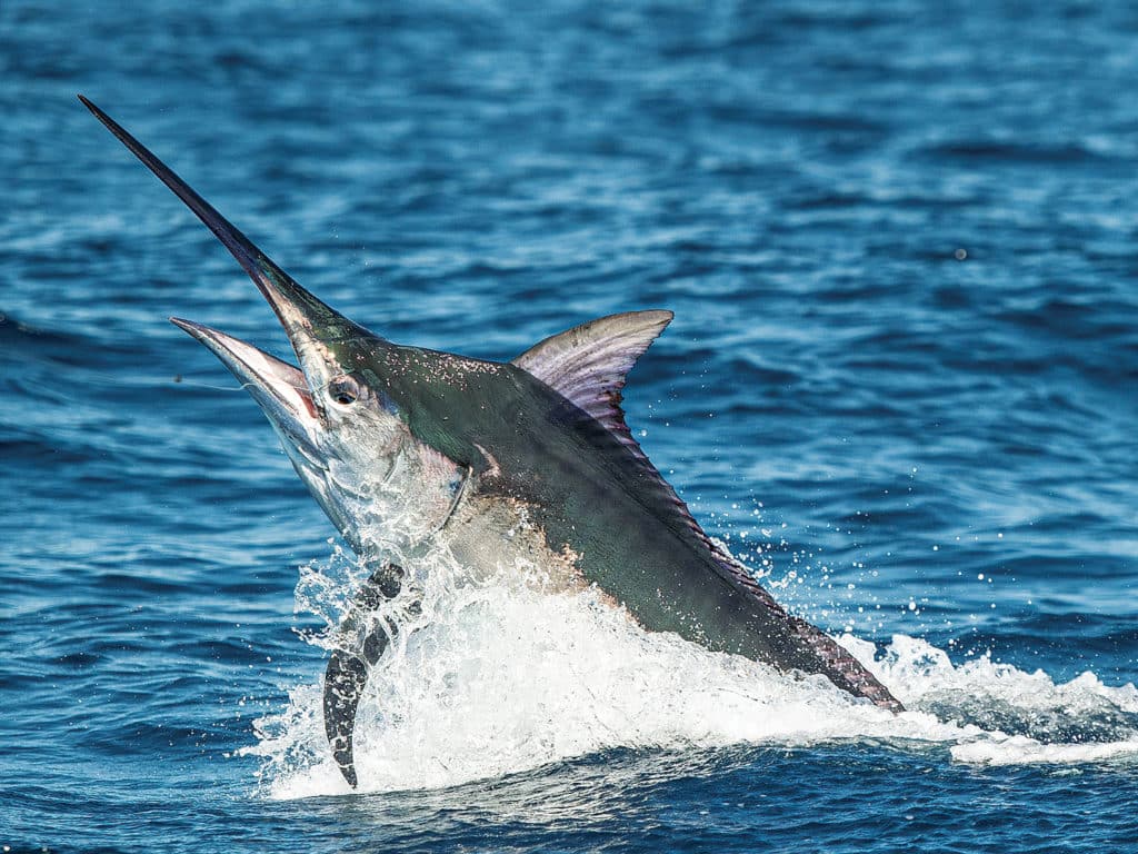 A large black marlin breaking the surface of the ocean.