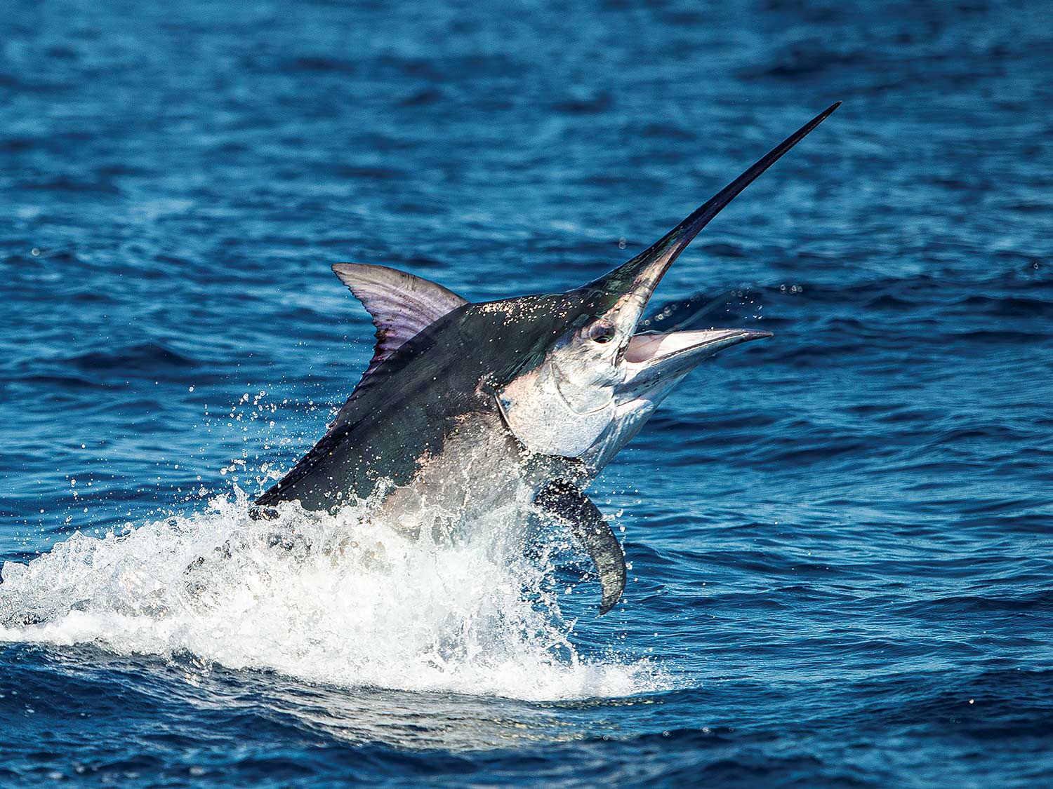 The Giant Black Marlin of Cairns, Australia | Marlin