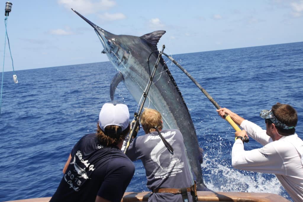 black marlin jumps in Cairns tournament