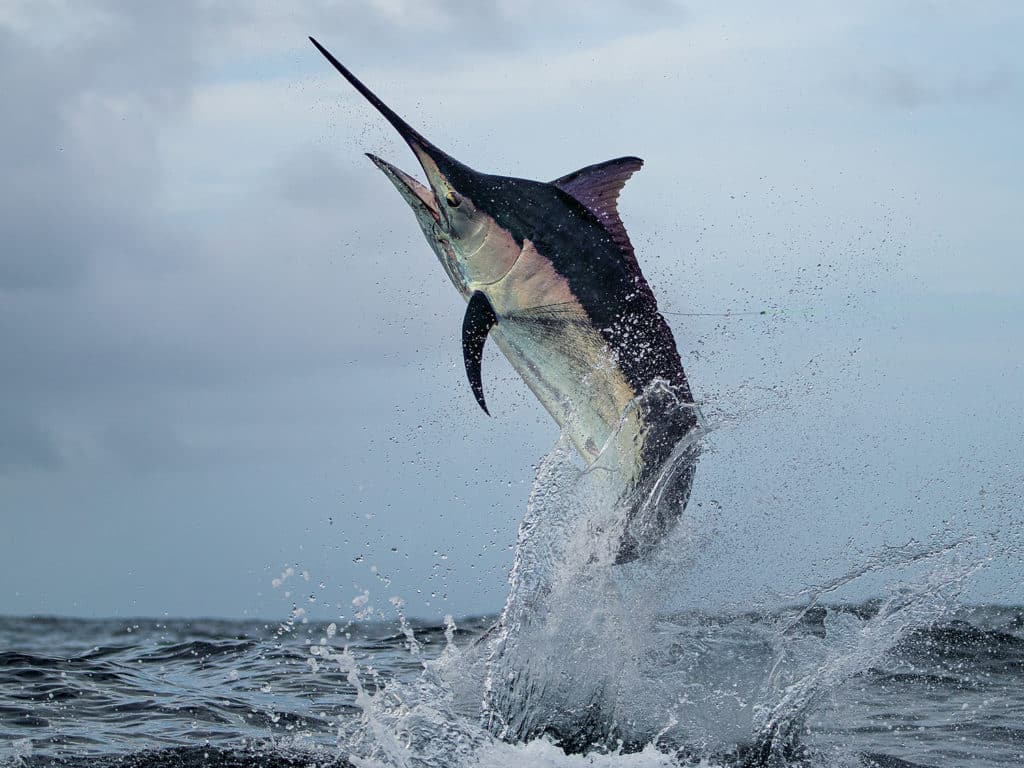 A large black marlin breaks out of the water.