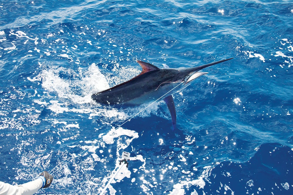 black marlin fishing offshore