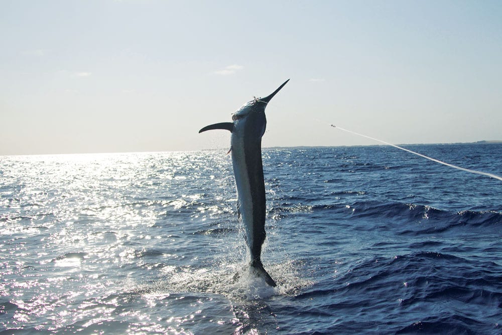 black marlin fishing