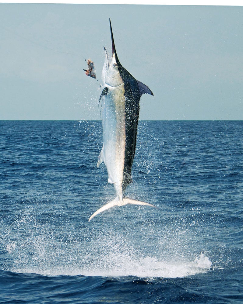 black marlin fishing