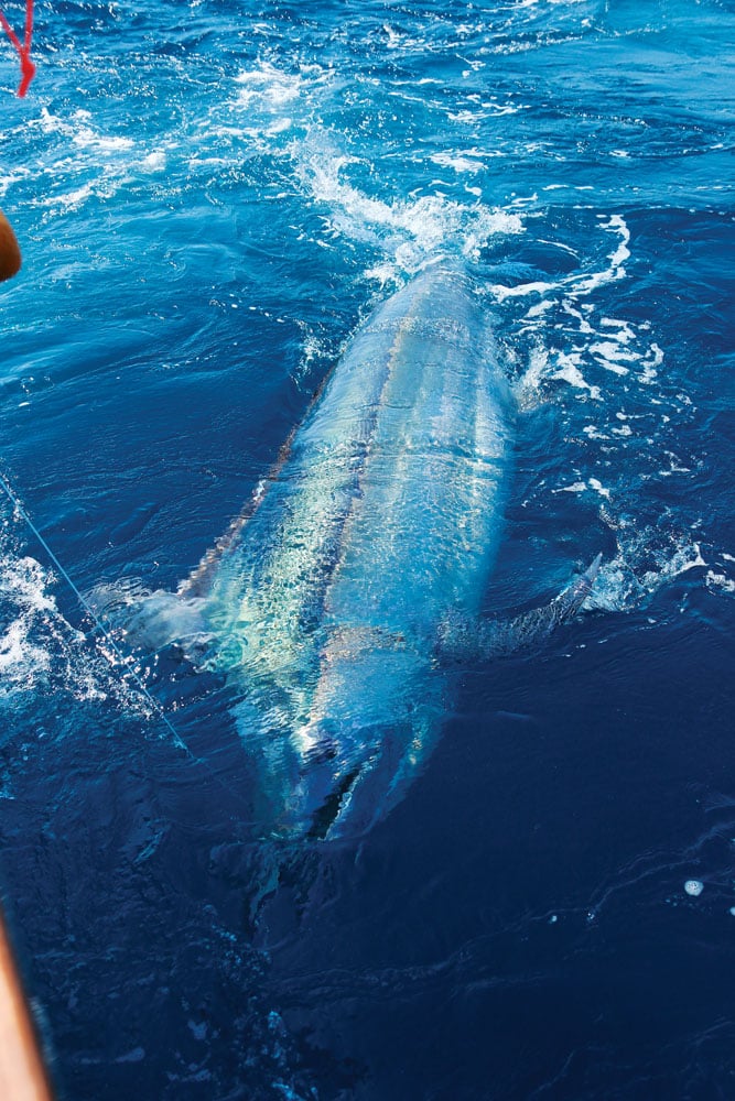 black marlin fishing