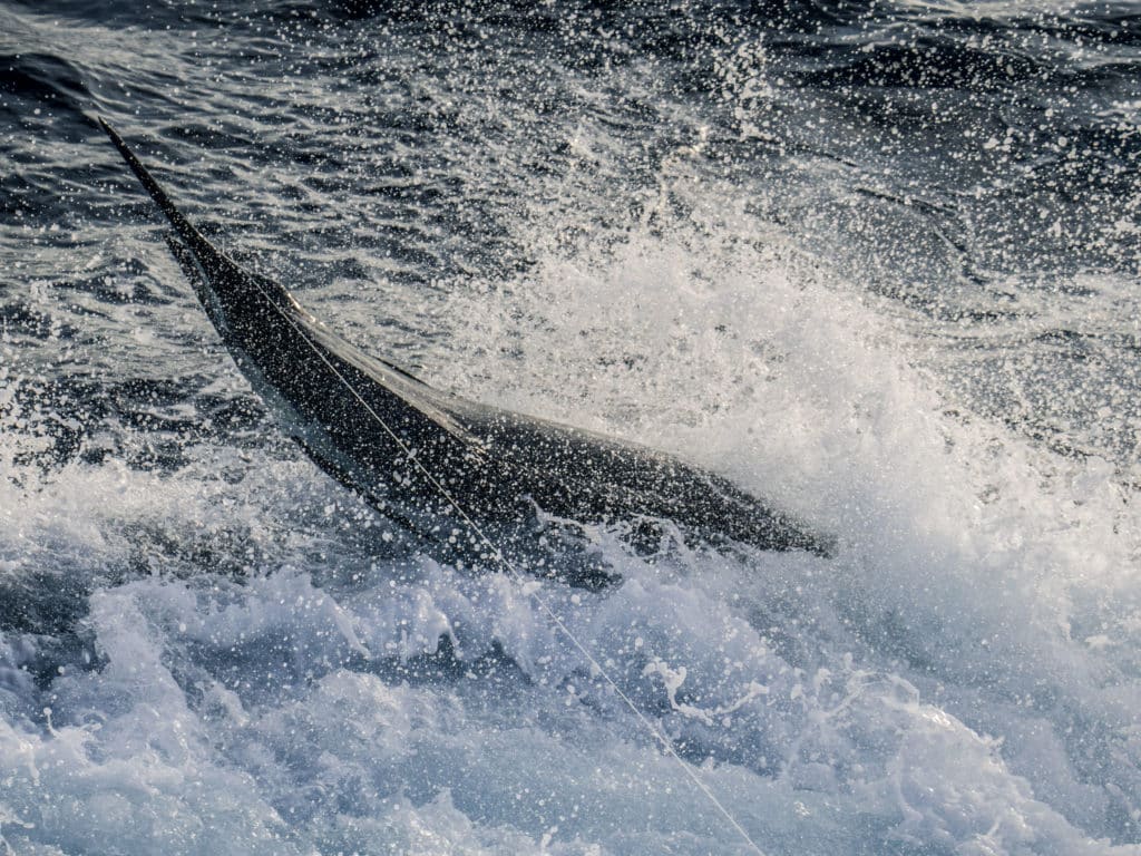 blue marlin costa rica seamounts