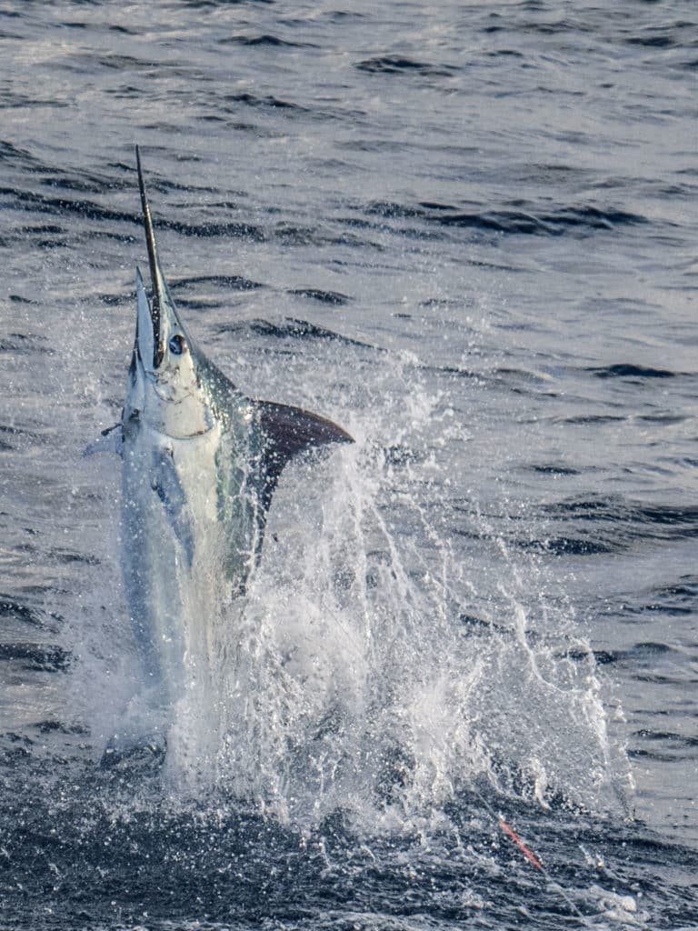 blue marlin costa rica seamounts