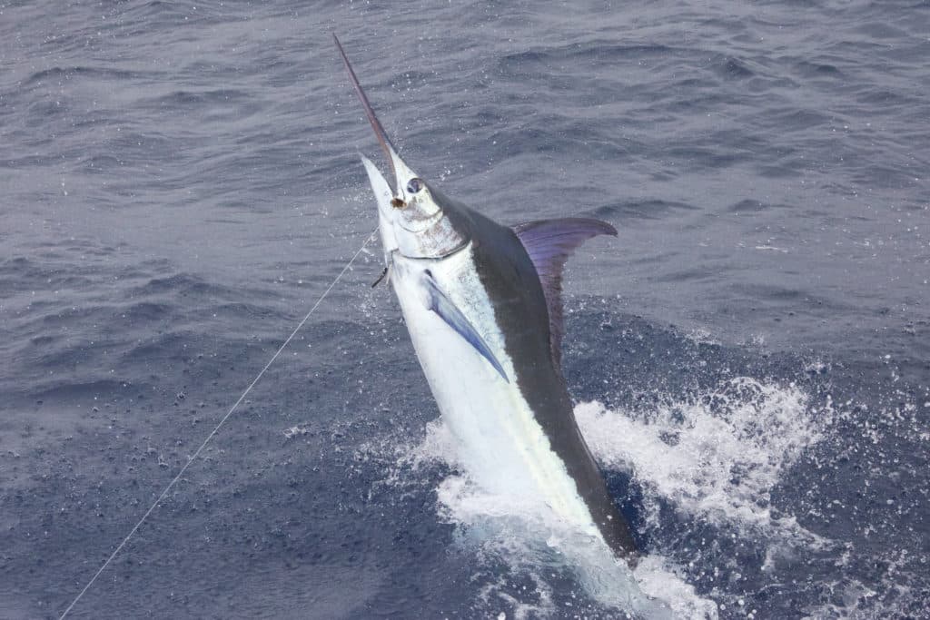 blue marlin cape verde jumping