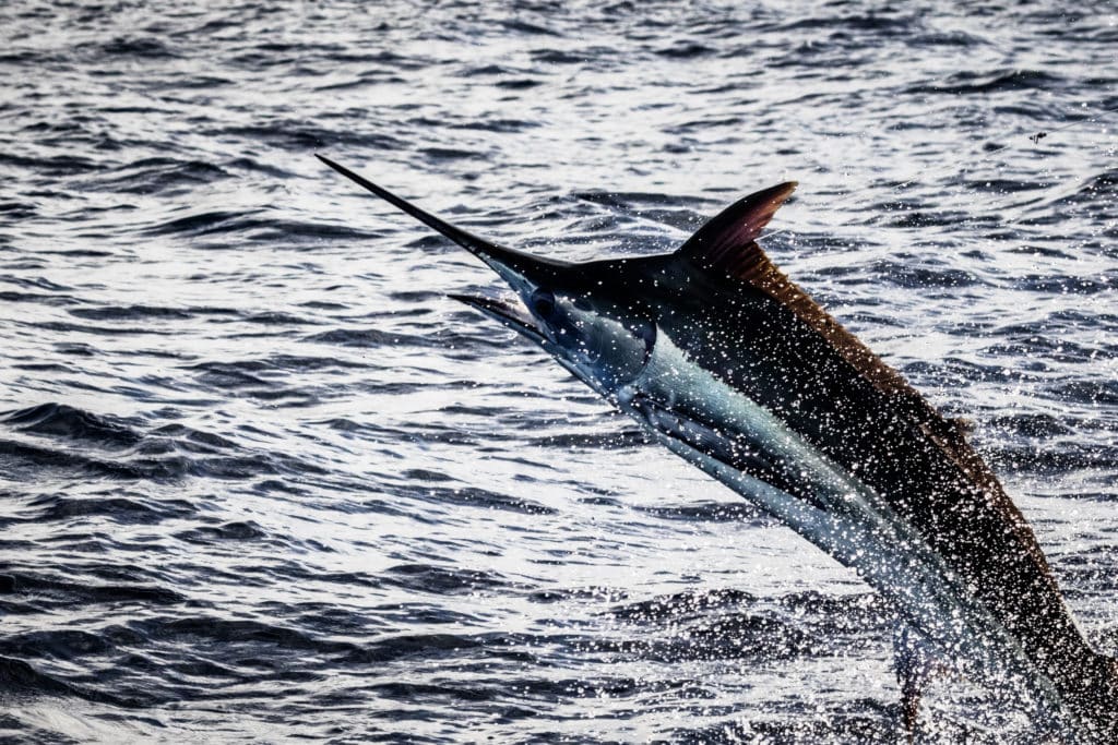 blue marlin jumping