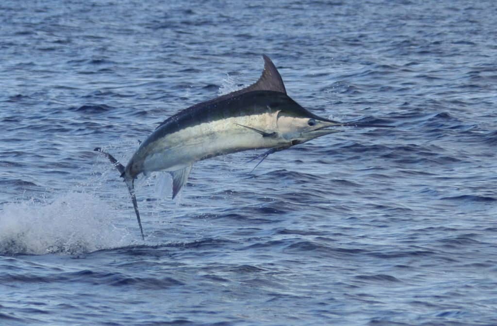 blue marlin jumping