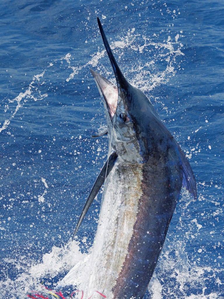 blue marlin sailfish fishing southern caribbean aruba bonaire curacao