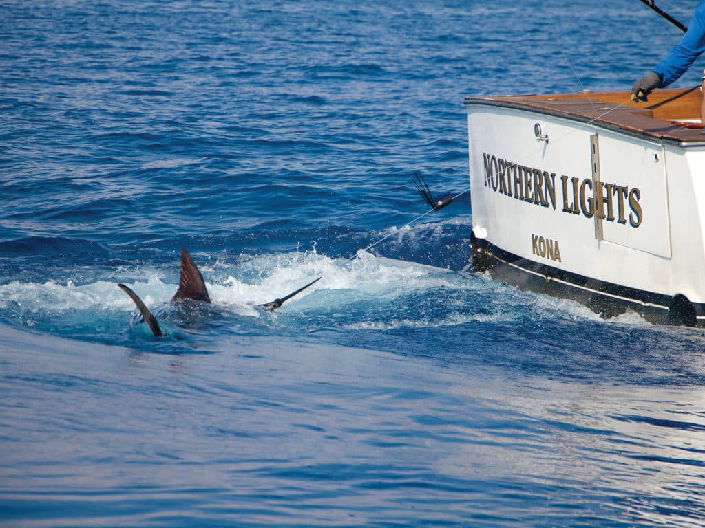 Northern Lights Fishing Marlin Hawaii