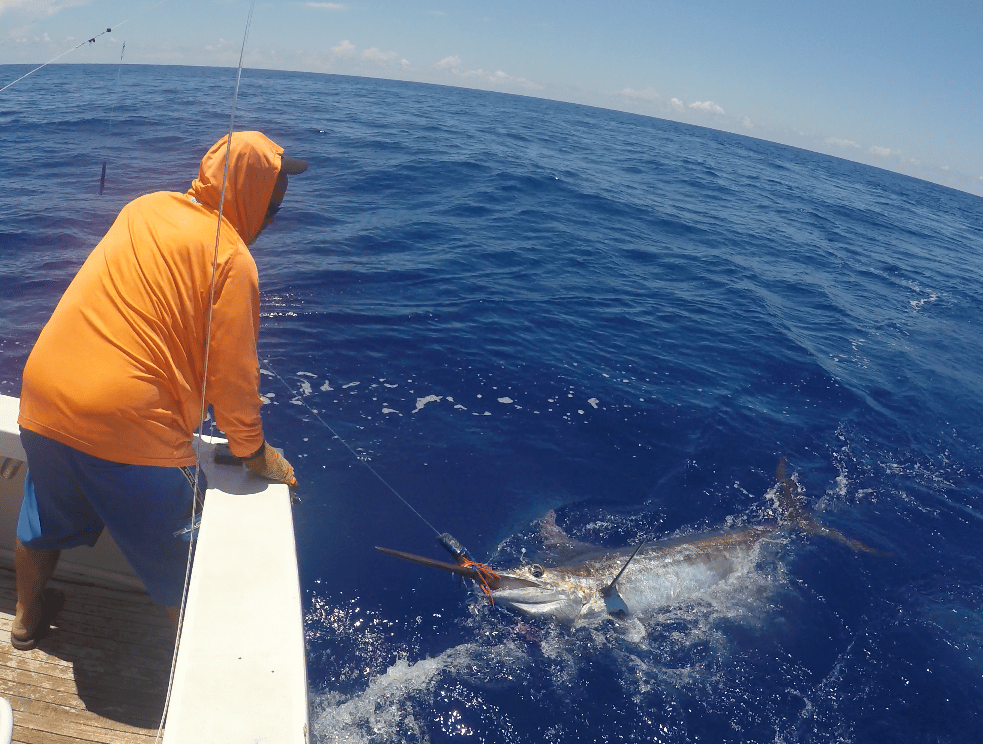 2016 Bermuda Big Game Classic blue marlin leader