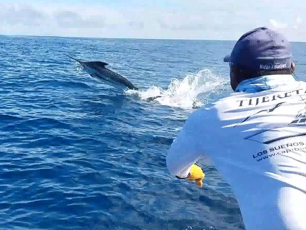 blue marlin release on tijereta off costa rica