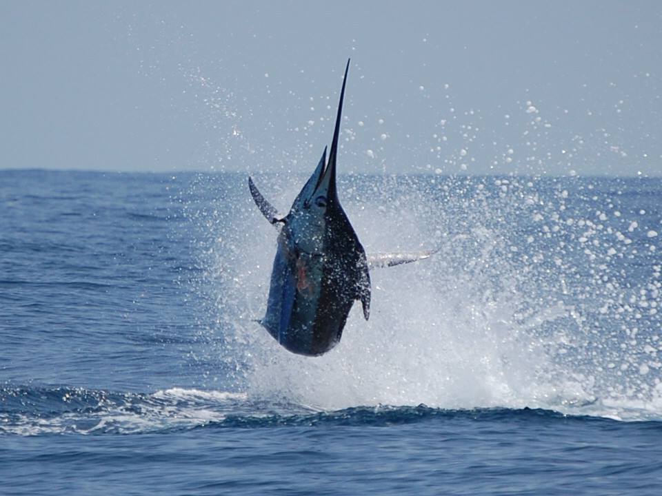 Blue Marlin photo