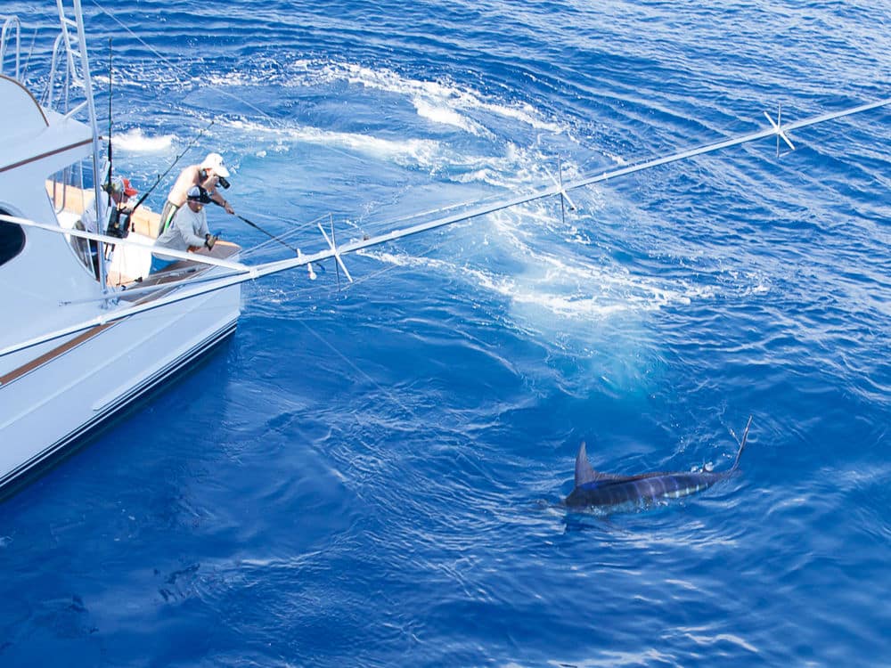 Bree big marlin release Custom Shootout Abaco Bahamas