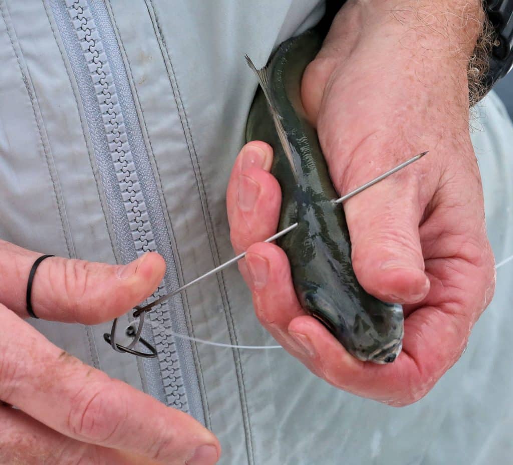 Live bait bridled with a rigging needle for fishing