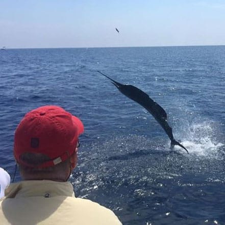 The 30,000th billfish release for Capt. Gilfredo "Juanga" Lopez nears the boat.