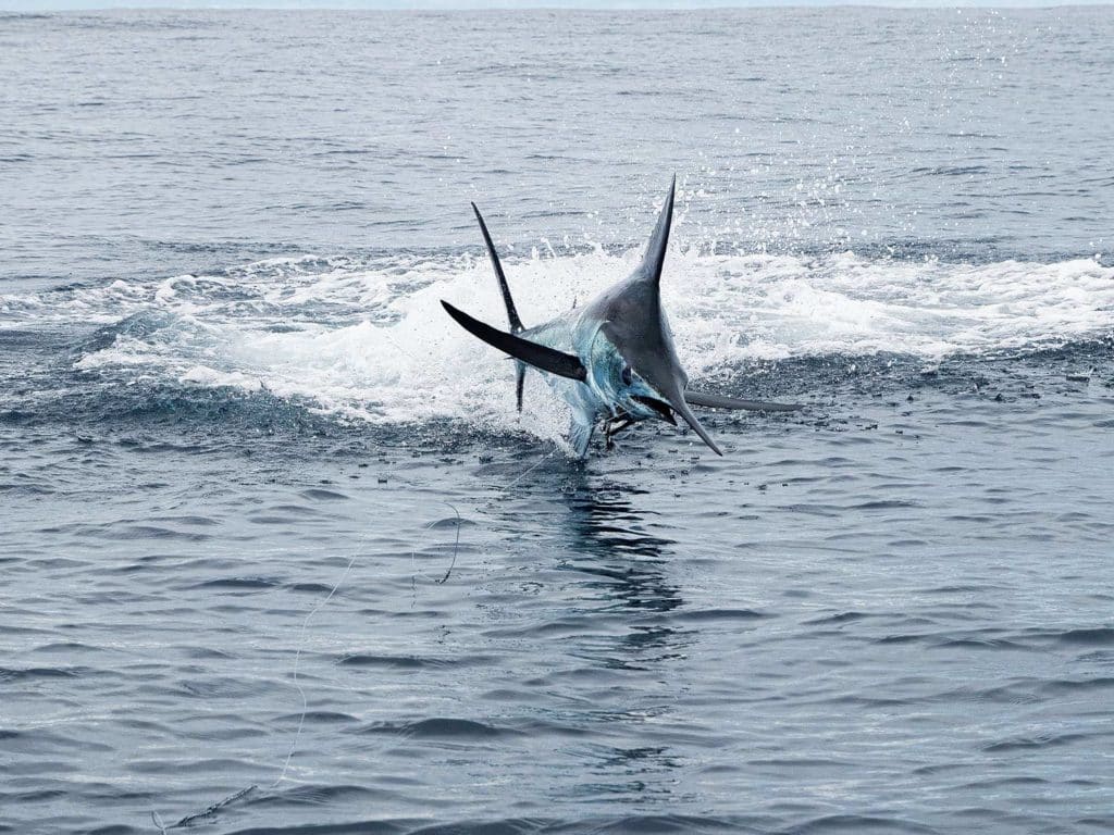 Photograph of a marlin on the lead leaping from the water.