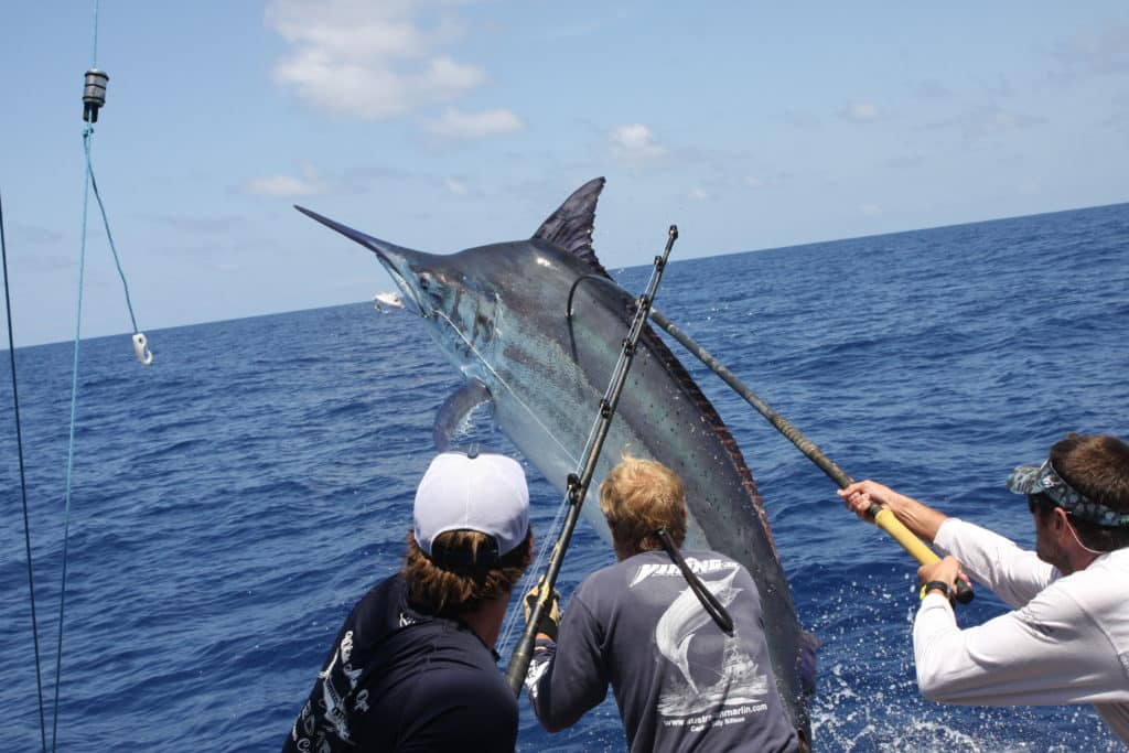 Cairns, Australia black marlin catch