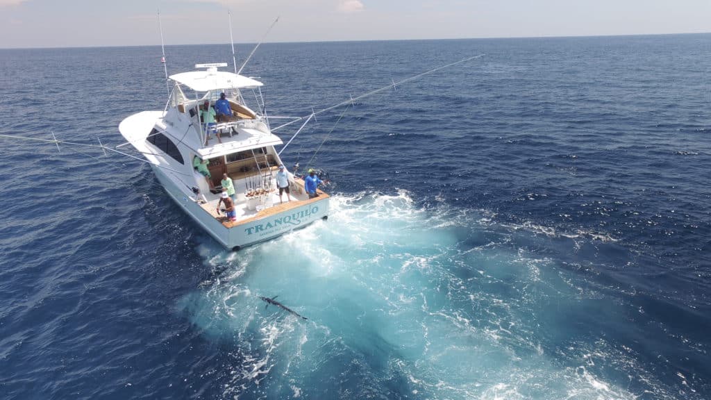 Tranquilo releases a sailfish in Costa Rica