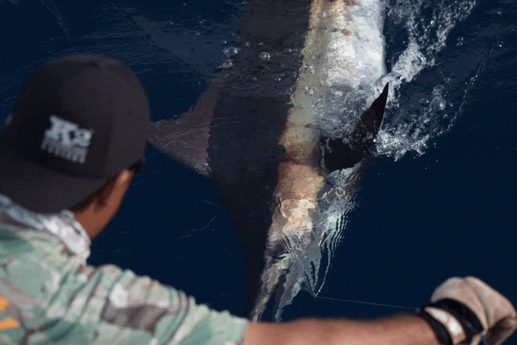 blue marlin release