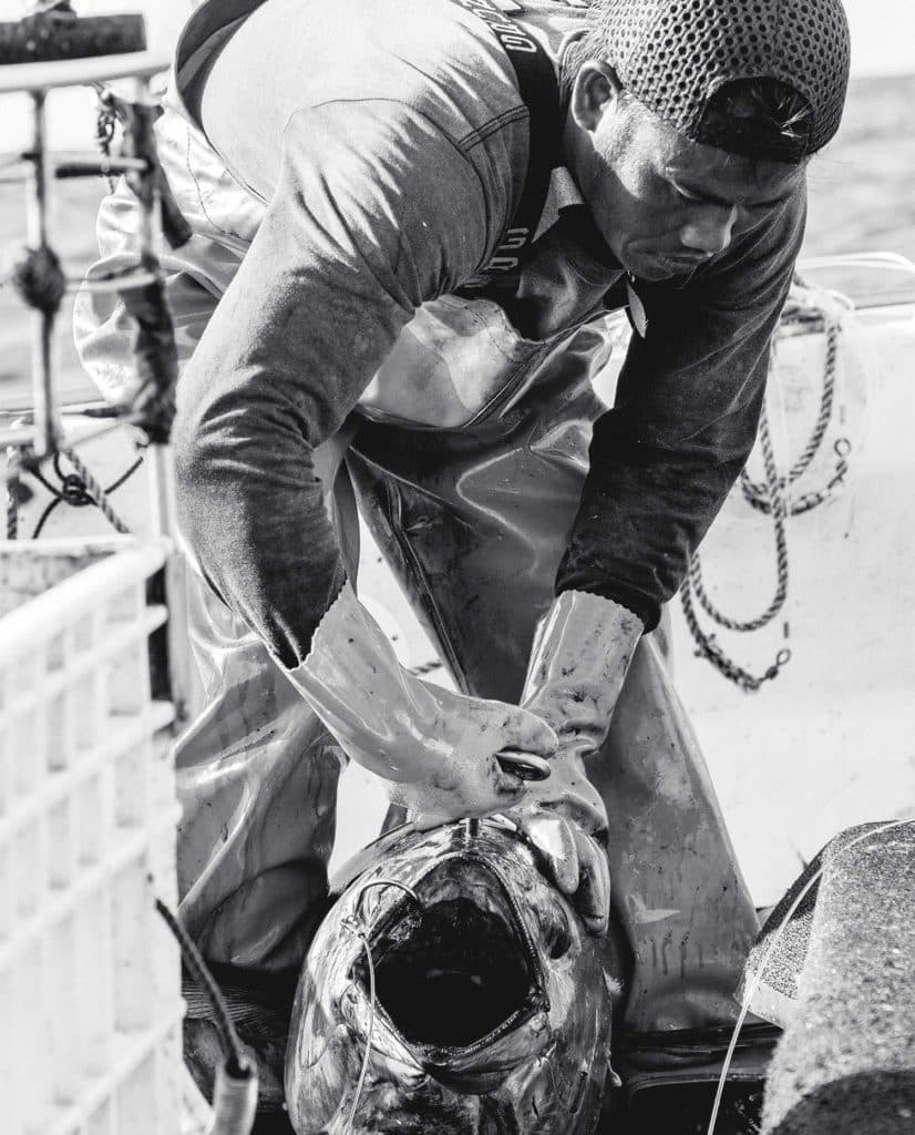 A crewman prepares fish for storage.