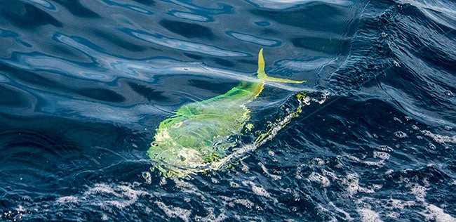 dolphinfish.jpg