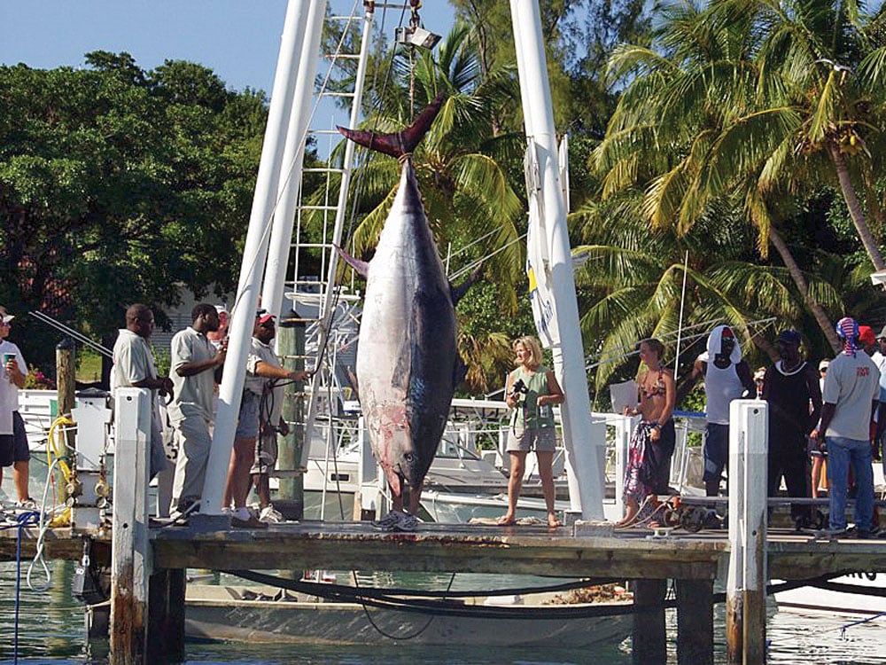 fa la me bluefin tuna bahamas